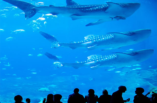 Enjoy amazing view of Aquarium